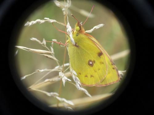 Colias sp.